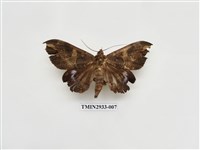 藏品(夜蛾270)的圖片